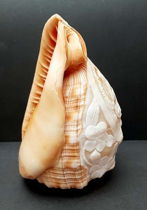 Art Nouveau Handcarved Cameo Scene Conch Shell (19cm x 12cm)