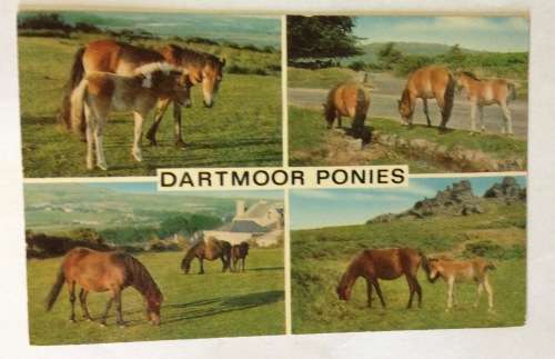 POSTCARD POST CARD GREAT BRITAIN HORSE DARTMOOR PONIES TREES ENGLAND.
