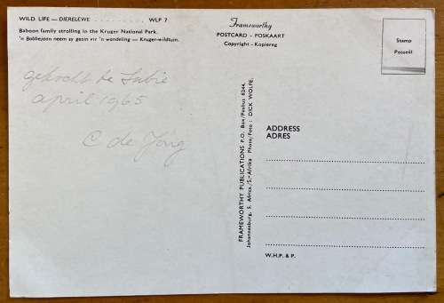 POSTCARD=BLACK + WHITE=BABOON FAMILY=KRUGER NATIONAL PARK=MONKEY=APE=PRIMATE.