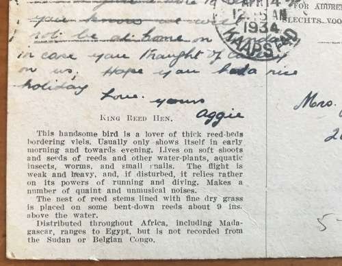 POSTCARD POST CARD POSKAART KING REED-HEN WATER BIRD CAPE TOWN 1934 SHIP