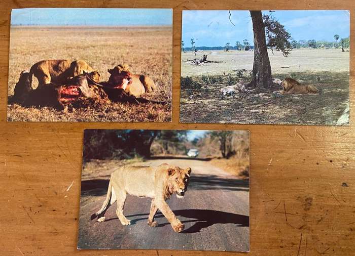 POSTCARDS POST CARDS x 3 LIONS WILDEBEEST KILL GORONGOSA GAME RESERVE MOZAMBIQUE
