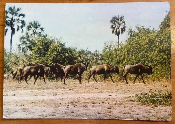 POSTCARD POST CARD WILDEBEEST GORONGOSA NATIONAL PARK MOZAMBIQUE
