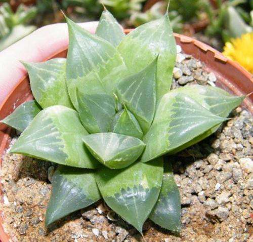 Haworthia hybrid
