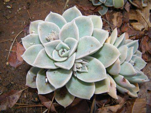 Echiveria elegans "Rock rose"