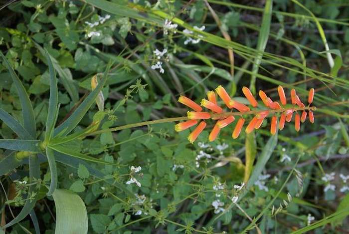 Aloe tenuior