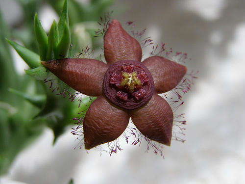 Orbea semota var orientalis