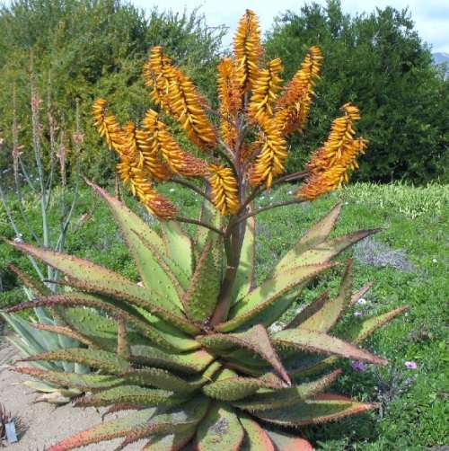 Aloe marlothii (packet of 100 seed)