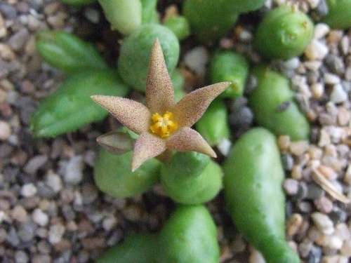 Piaranthus globosus