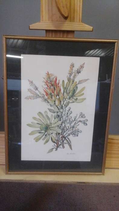 A MARVELLOUS VINTAGE BOTANICAL TYPE PRINT OF PROTEAS BY POSSIBLY M WELLS.