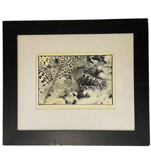 Signed Photograph "Big Cat Country: The Leopard of Singita Sabi Sand" by D. Good  Vintage, Framed