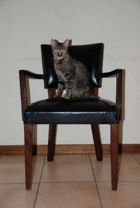 Imbuia & black vinyl chair - Please read shipping instructions
