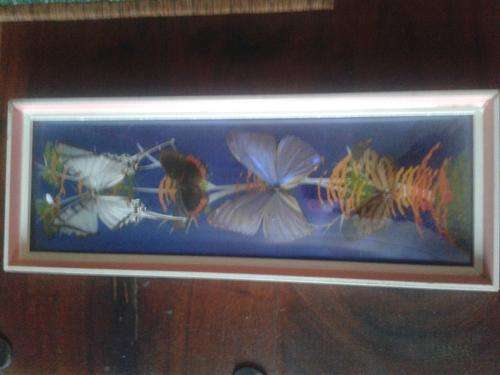 framed butterflies with domed glass