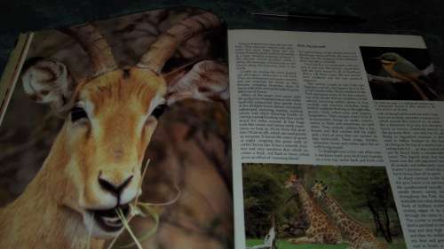 KRUGER PORTRAIT OF A NATIONAL PARK by DAVID PAYNTER WILF NUSSEY ( Kruger National Park KNP  ))