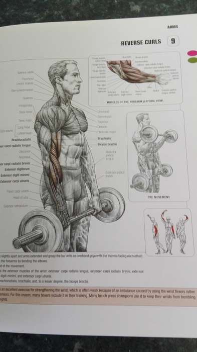 STRENGTH TRAINING ANATOMY FREDERIC DELAVIER Second Edition