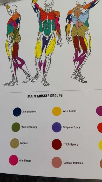 STRENGTH TRAINING ANATOMY FREDERIC DELAVIER Second Edition