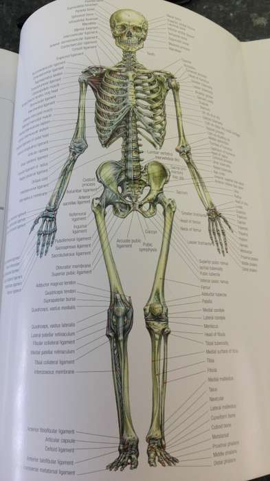 STRENGTH TRAINING ANATOMY FREDERIC DELAVIER Second Edition