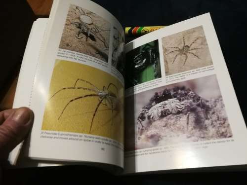 SOUTHERN AFRICAN SPIDERS AN IDENTIFICATION GUIDE MARTIN R FILMER