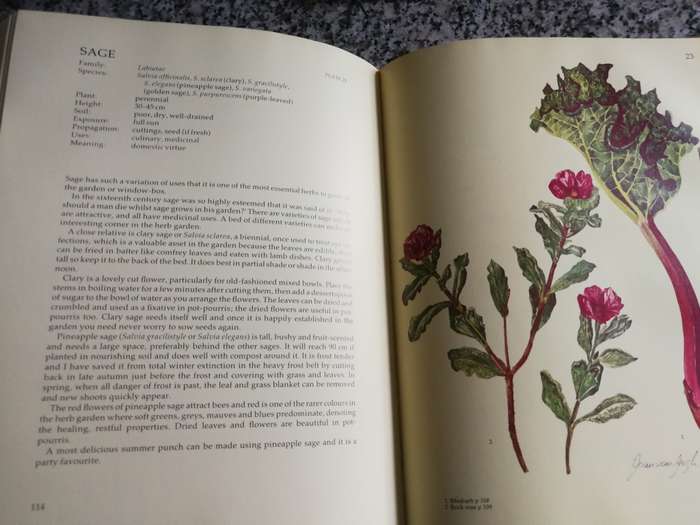 GROWING HERBS WITH MARGARET ROBERTS Guide to Growing Herbs in S AFRICA including  many & varied uses