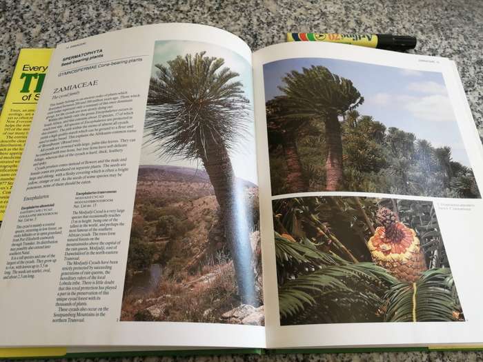 EVERYONES GUIDE TO TREES OF SOUTH AFRICA KEITH PAUL & MEG PALGRAVE incl Cycads & also Medicinal uses