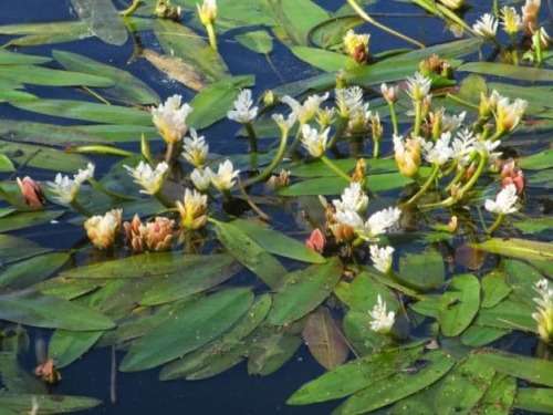 Waterblommetjie plant (Aponogeton distachyos) - bare root