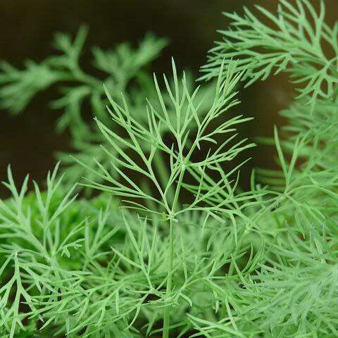 Dill - 200 seeds