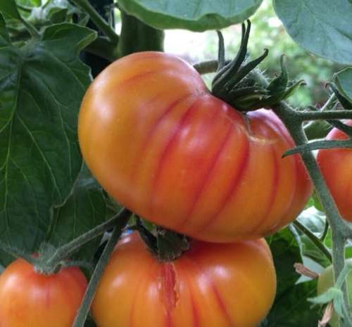 Tomato `hillbilly` - 15 seeds