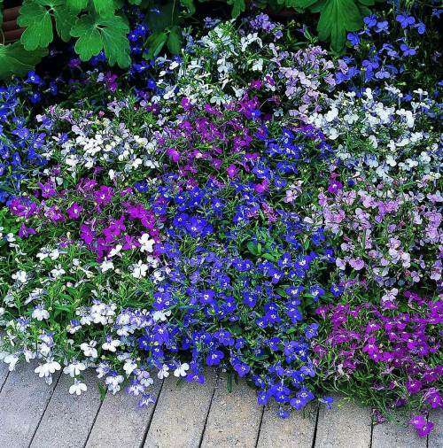 Lobelia `string of pearls` - 300 seeds