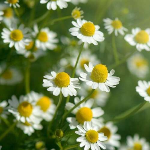 German chamomile -  200 seeds