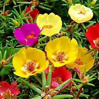 Portulaca grandiflora (moss rose) - 100 seeds