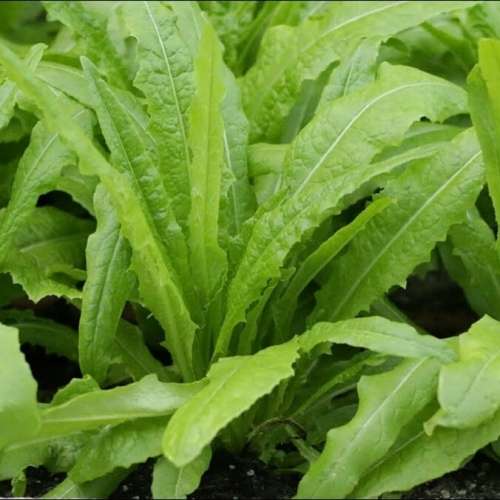 Sword-leaf lettuce - 50 seeds