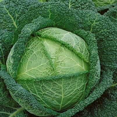 Savoy cabbage - 25 seeds