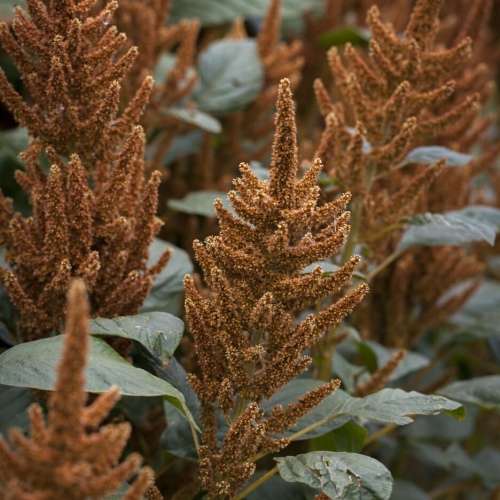 Amaranthus `hot biscuits` - 50 seeds
