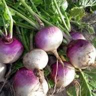 Turnip `purple top` - 300 seeds
