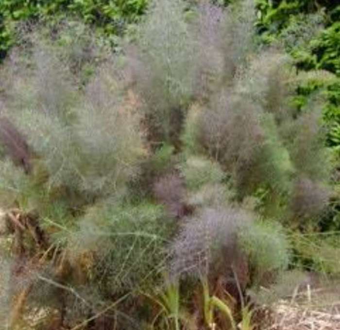 Smokey bronze fennel - 25 seeds