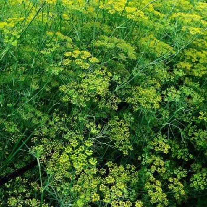 Green fennel - 50 seeds