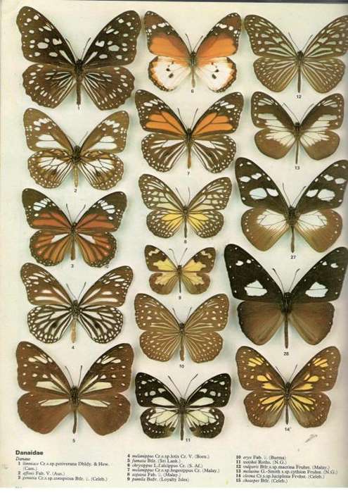 The Illustrated Encyclopedia of the Butterfly World  --  Paul Smart
