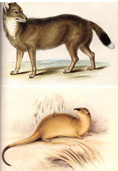 Darwin and the Beagle  --  Alan Moorehead