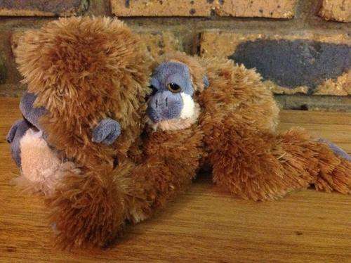Russ Gordon monkey and baby