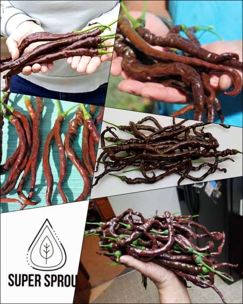 THUNDER CACHO BROWN PEPPER  x 5 seeds