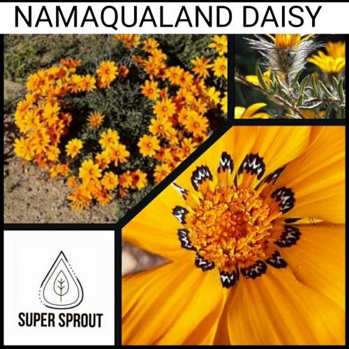NAMAQUALAND DAISY x 15 seeds