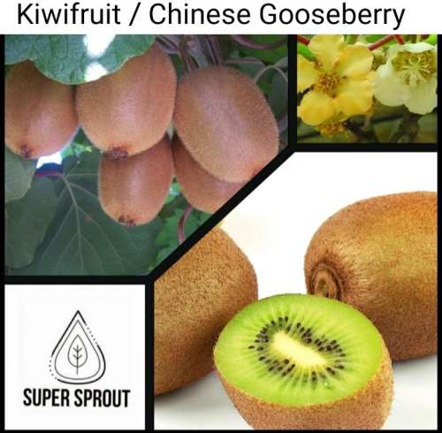 KIWI  FRUIT (Actinidia chinensis)x 25 seeds