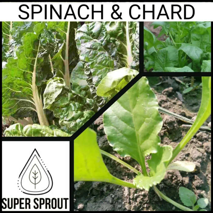SPINACH & SWISS CHARD x 50+ seeds