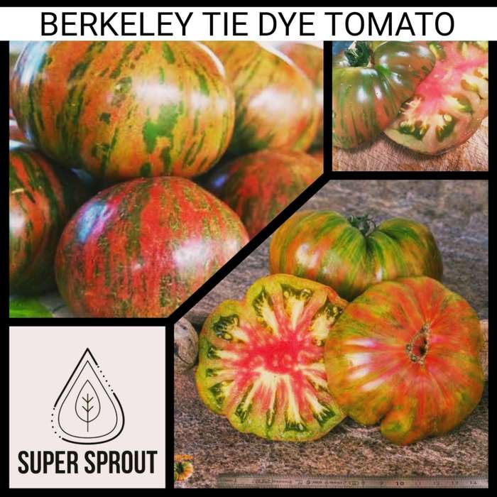 TOMATO ATOMIC FUSION x 15 organic seeds