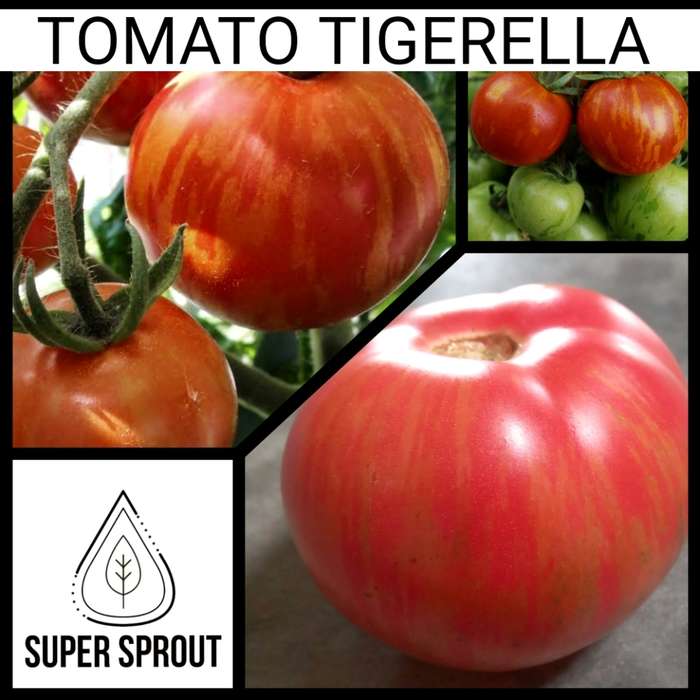 TOMATO ATOMIC FUSION x 15 organic seeds