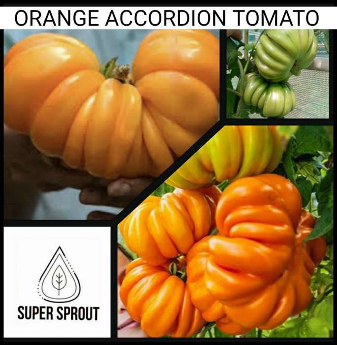 ORANGE ACCORDION TOMATO x 10 organic seeds