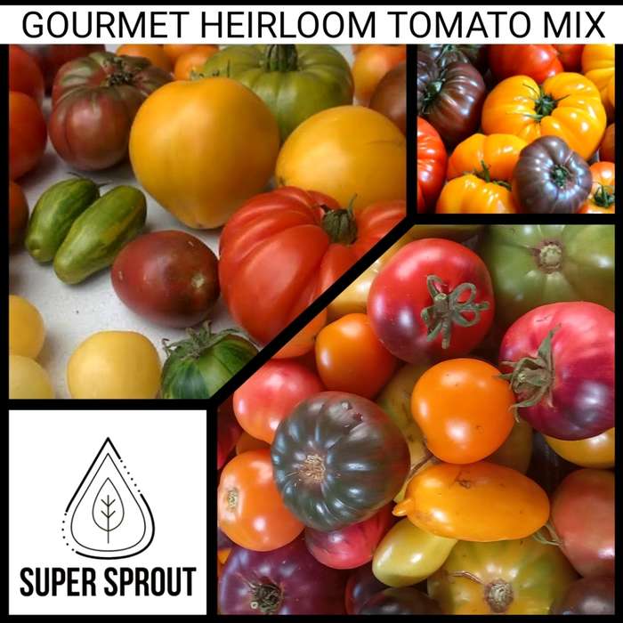 GOURMET HEIRLOOM TOMATO MIX x 25 organic seeds