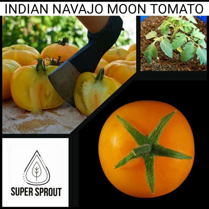 INDIAN NAVAJO MOON x 15+ seeds
