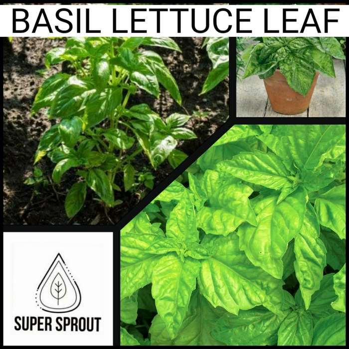 BASIL LETTUCE LEAF  x 50+ seeds