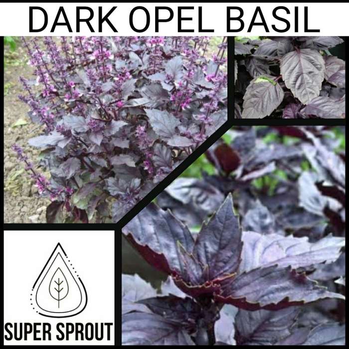 Dark Opel Basil x 25 seeds