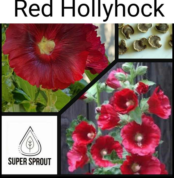 RED HOLLYHOCK/STOKROOS x 25+ seeds